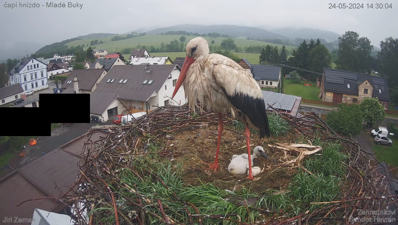 Živá kamera - Mladé Buky - čapí hnízdo 10-39-17 screenshot