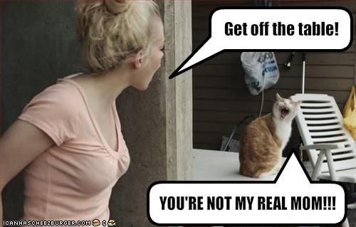 Cat Humor #8