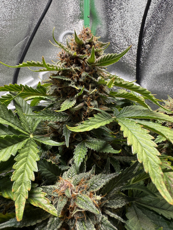 8FFC0E9D-1239-4C5D-9FCD-B0CBED0B08FF