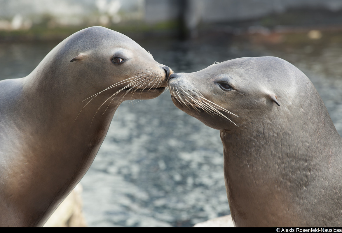 Lion de mer-A-Rosenfeld (1)