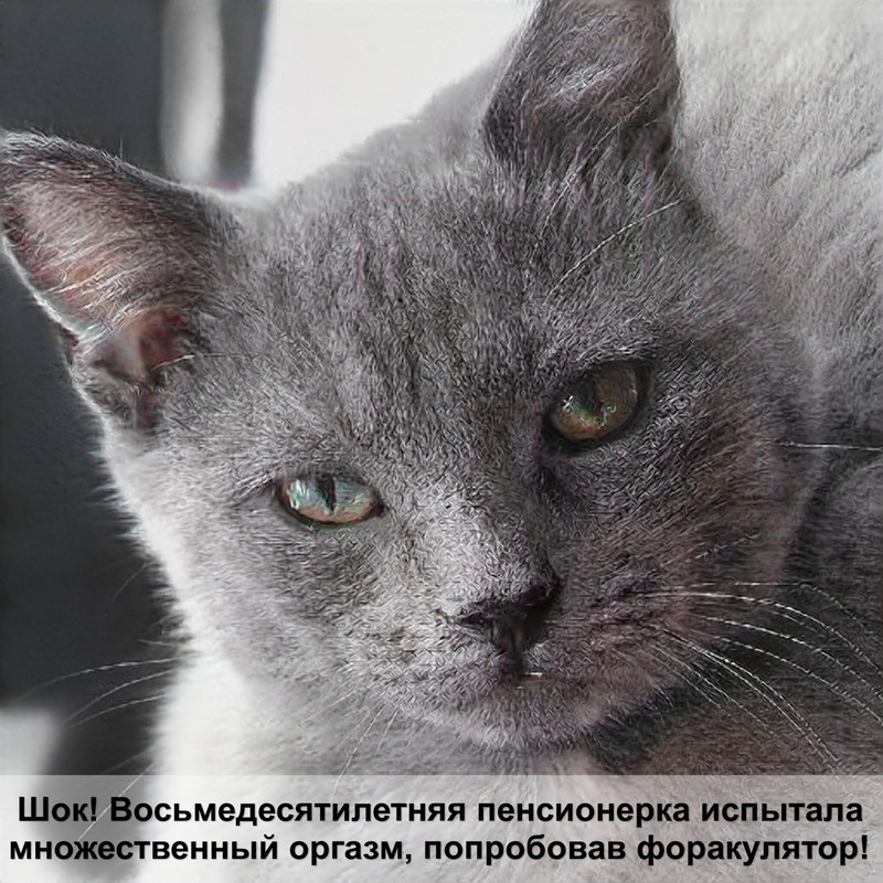 подкожный клещ у кошек