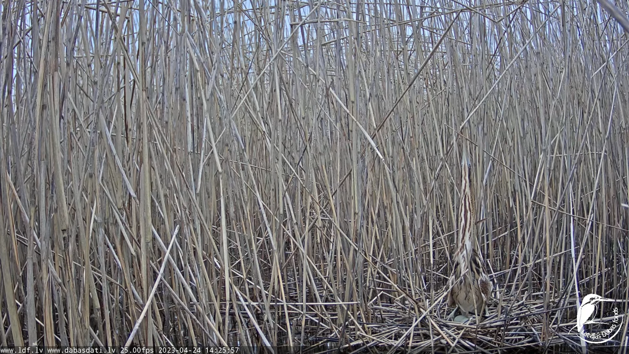 Lielais dumpis (Botaurus stellaris) Engurē - LDF tiešraide 11-21-32 screenshot