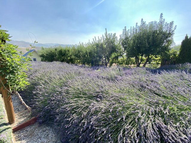[Image: 043-F8-E44-1-E20-48-AA-85-F2-8-BC0-D458-CF74.jpg]