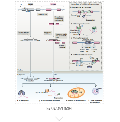 lncRNAs的基因调控及其生物学功能-1.png