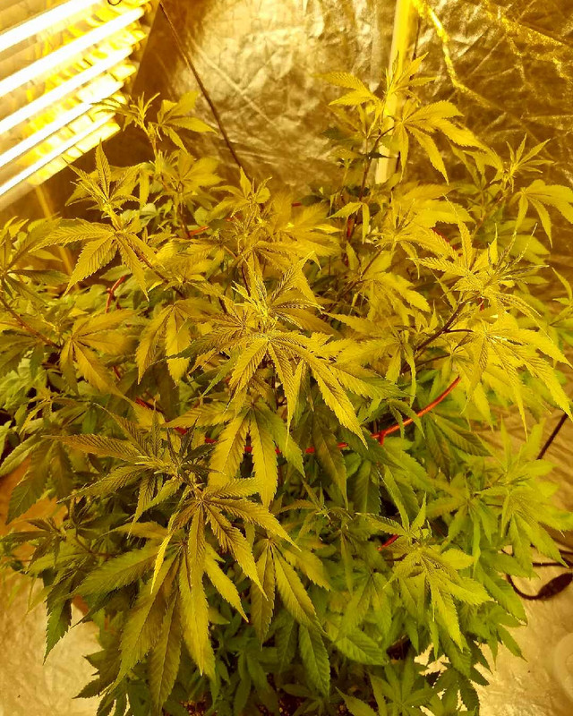 IMG_20171022_221503_746