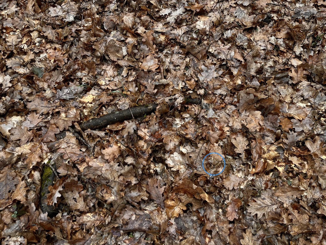 RDT 20260216 0849117683305599180363631(1)