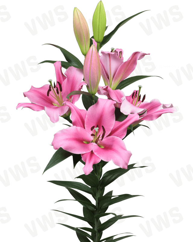 LILIUMORIENTAL