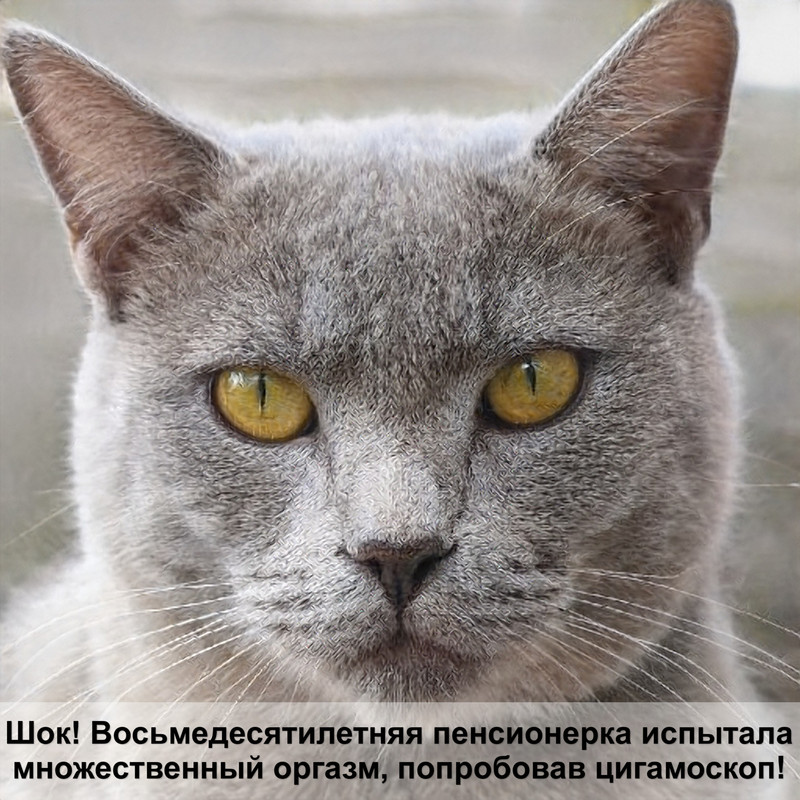 британская шиншилла кошка