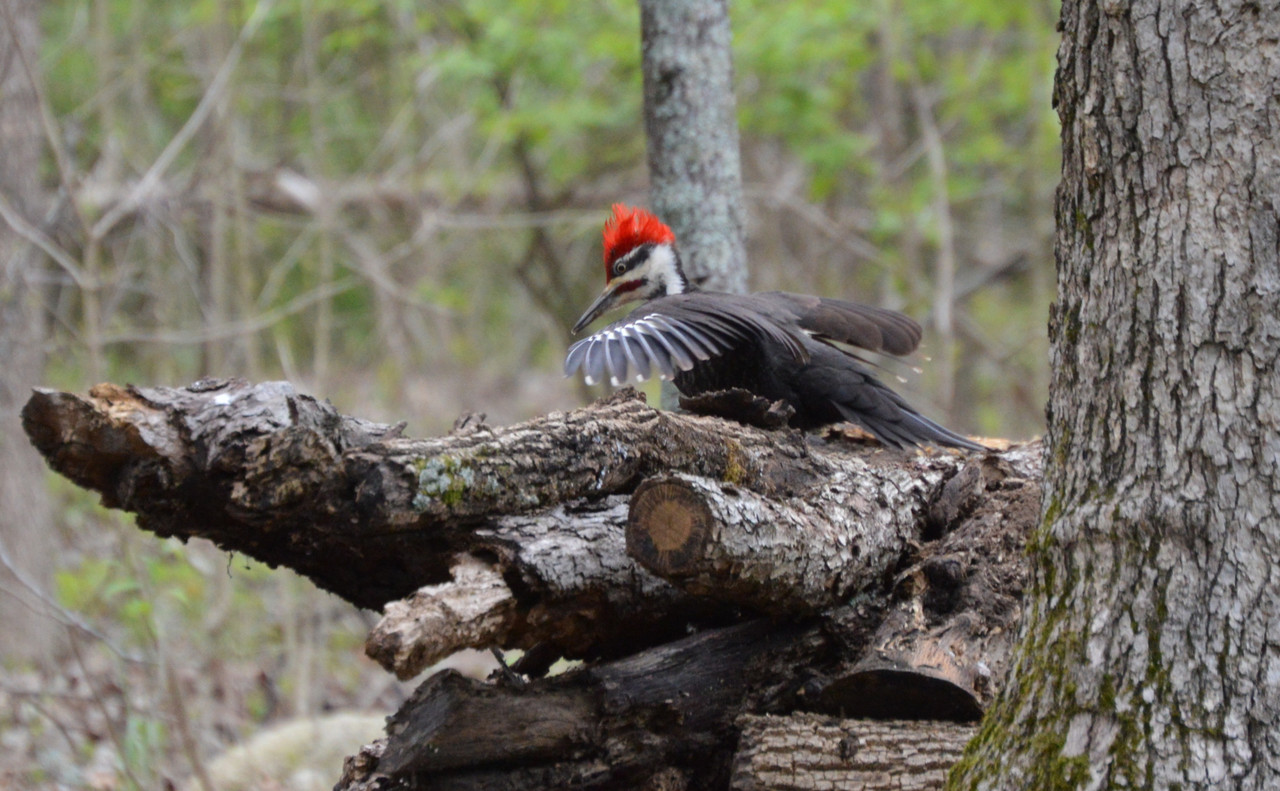 2021-4-23 Pileated Woodpecker (3)