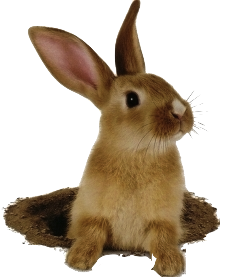 rabbit hole