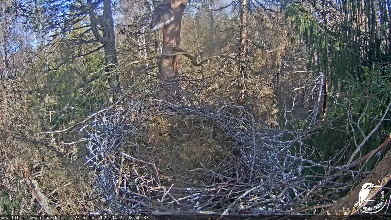 Melnais stārķis (Ciconia nigra) Siguldas novadā - LDF tiešraide 2-29-40 screenshot