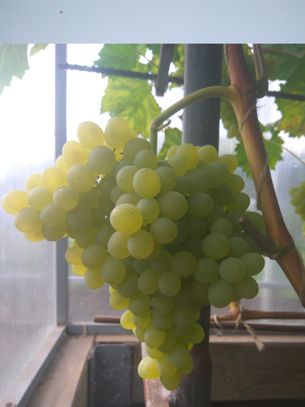 Кишмиш 342 средние грозди фото от 22.08.2018..