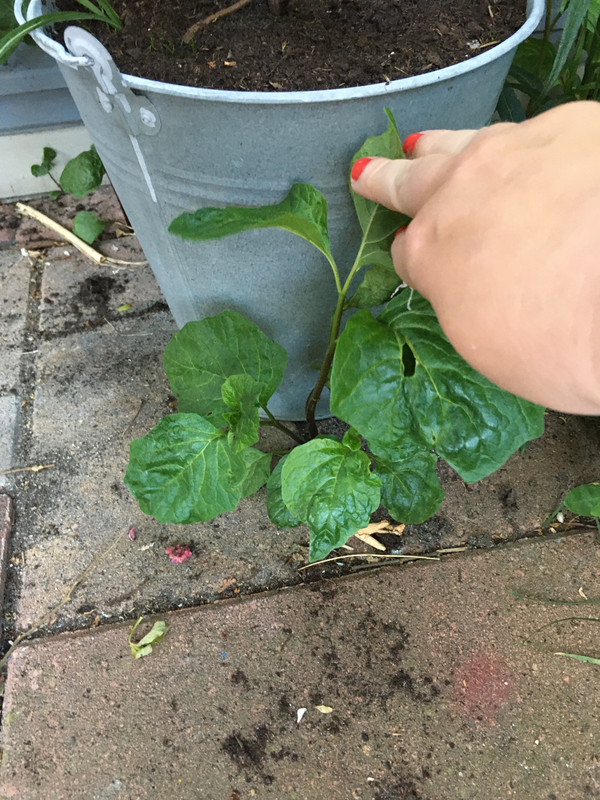 35CC98F5-D9A8-40F9-A282-4B807AE9D668