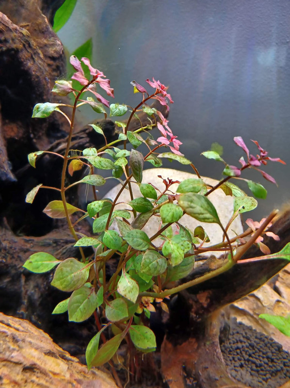 received_1136660153584718