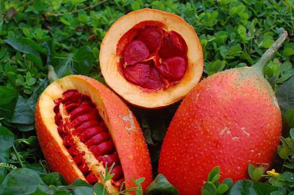 Момордика и иммунитет как фрукт помогает укрепить здоровье