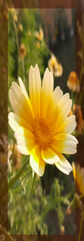[Image: IMG-0661.png]