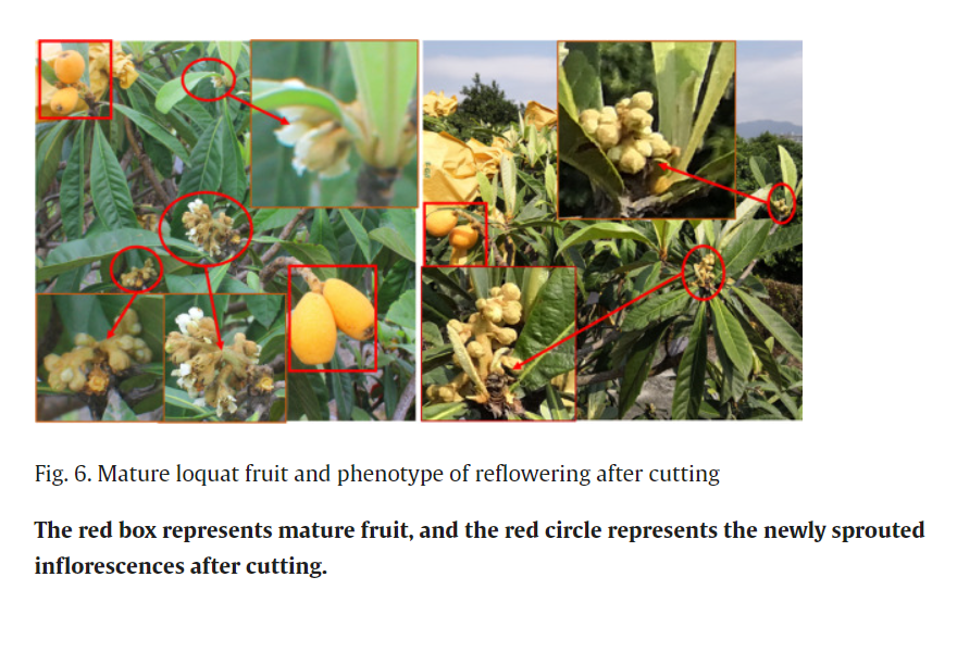loquat_reflowering_screenshot