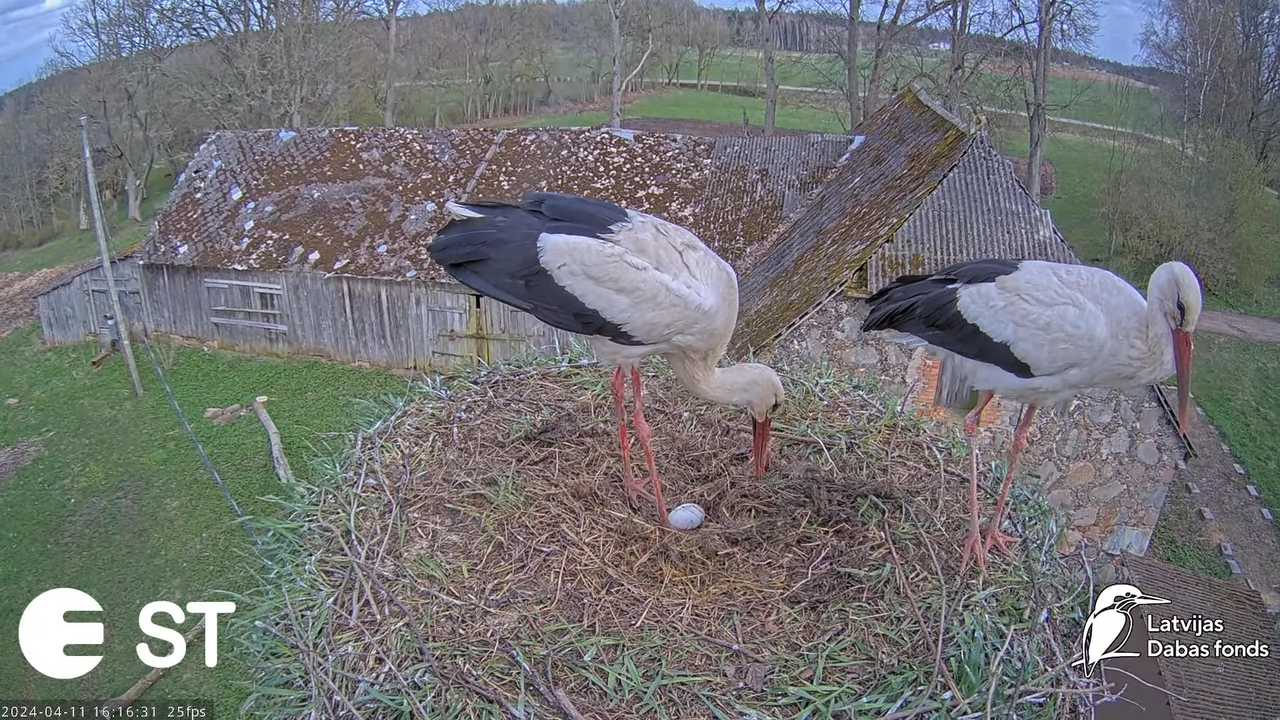 Baltie stārķi (Ciconia ciconia) Tukuma novadā - LDF tiešraide __ White storks in Tukums, Latvia 12-1