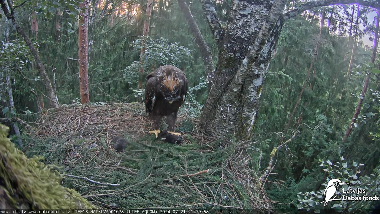 Mazais ērglis (Clanga pomarina), ligzda bērzā - LDF tiešraide 15-35-29 screenshot