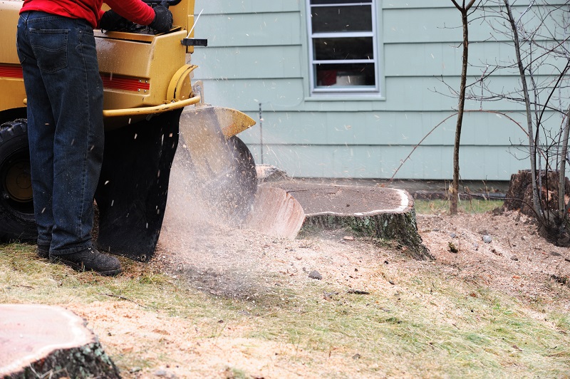 Tree Stump Removal