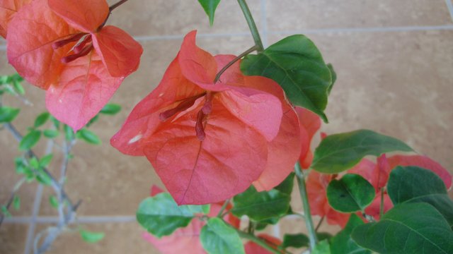 P4200075