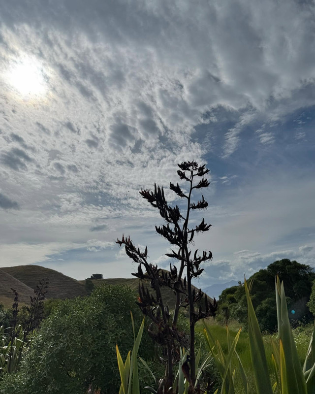 baifernbah-1735202756-3531459133529083657-14191865