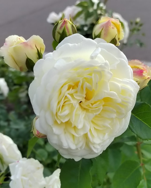 https://i.postimg.cc/P5nq0rJX/059-IMG-20230706-114735.jpg