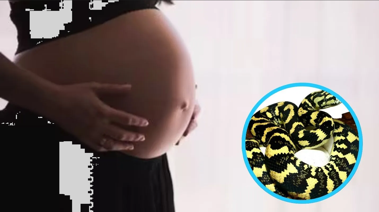 Por mordedura de la serpiente más venenosa del mundo, mujer embarazada muere