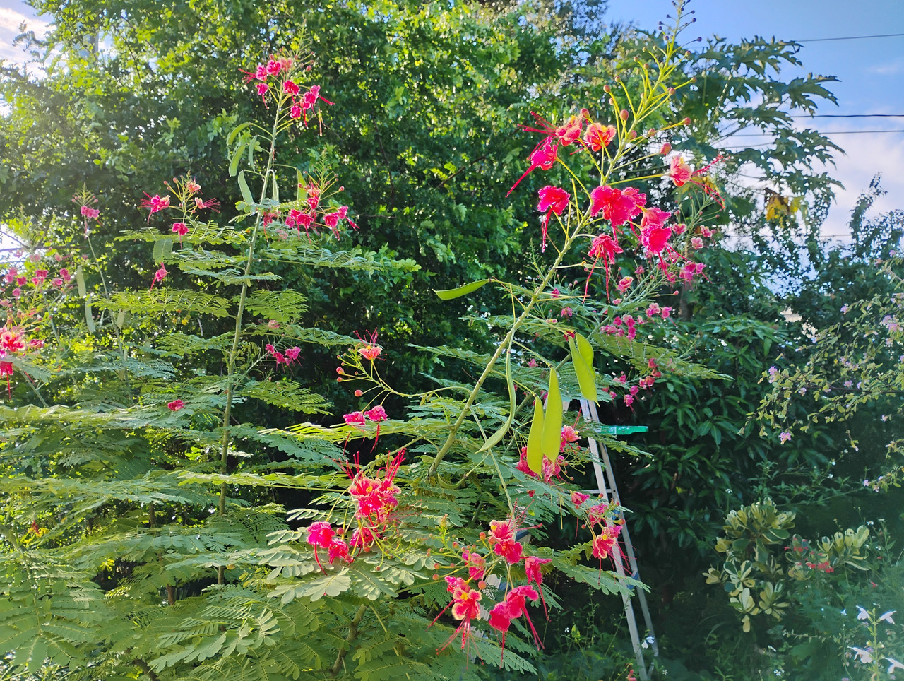 IMG 20260920 084620204 HDR