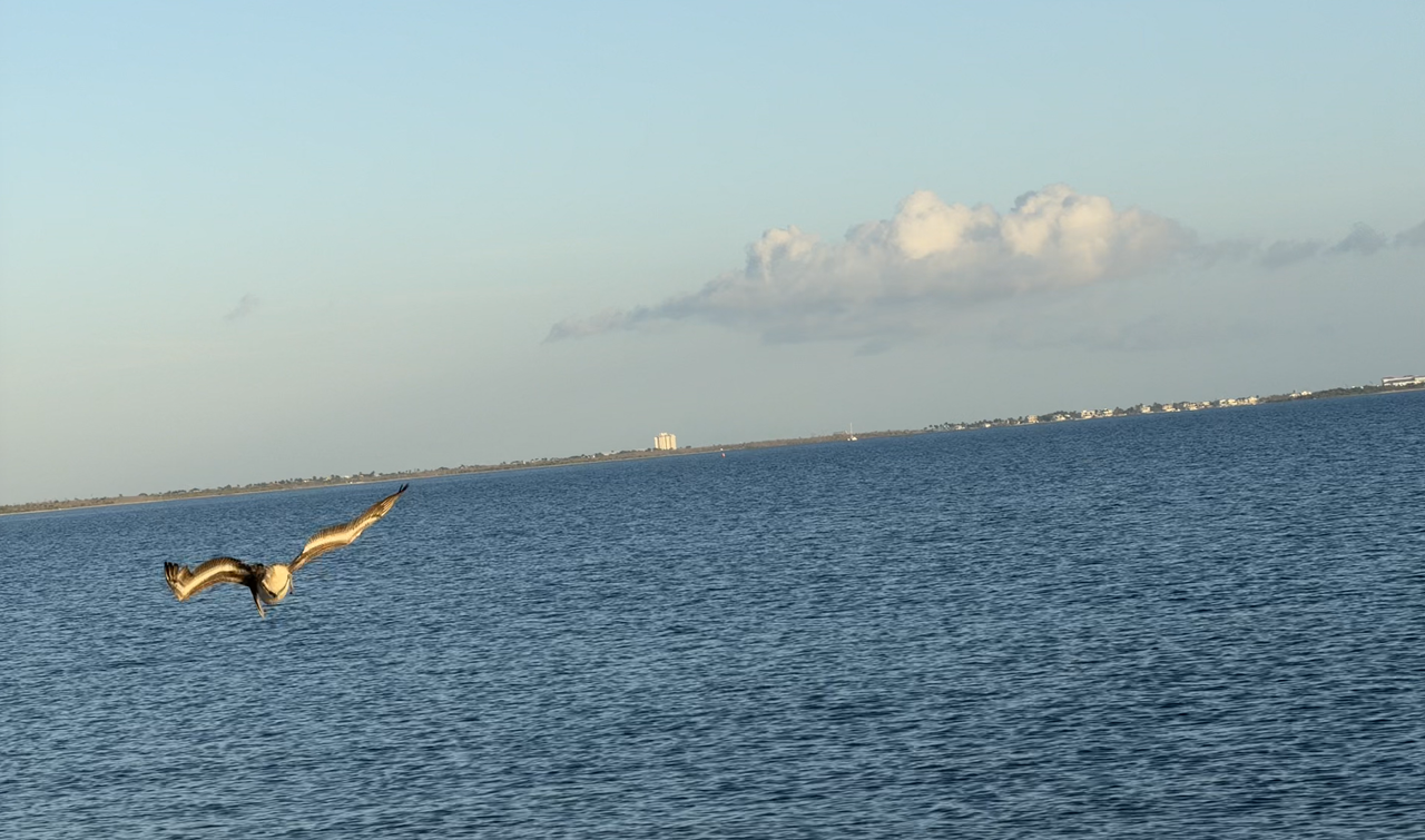 [Image: Sanibel-Island-Bridge10.png]