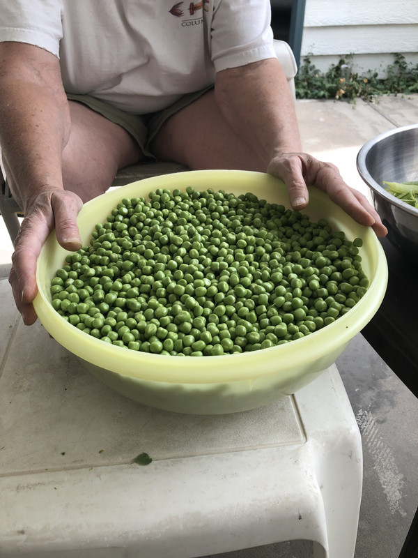 Peas 2020 03