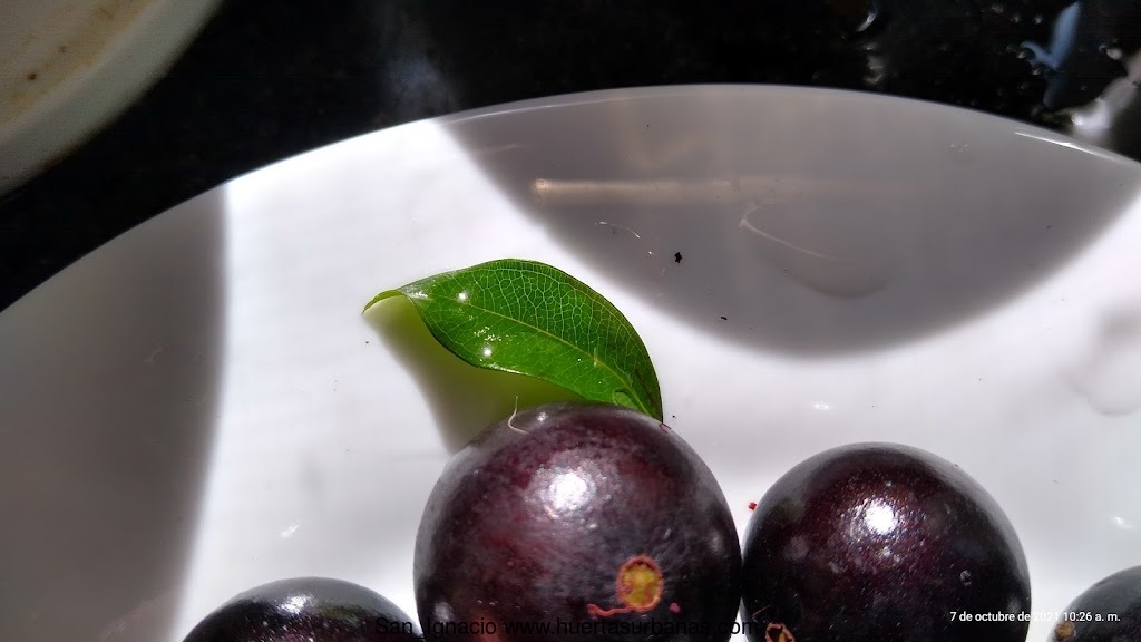 Huertasurbanas_com-IMG_20211007_102641356_HDR.jpg-20211007_124811San_Ignacio