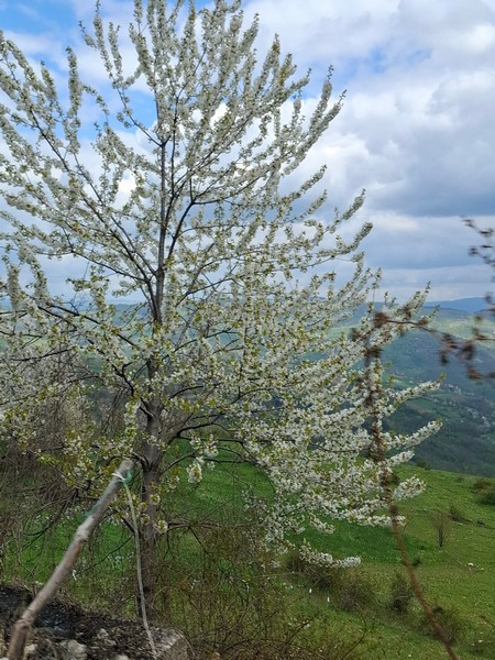 Slika