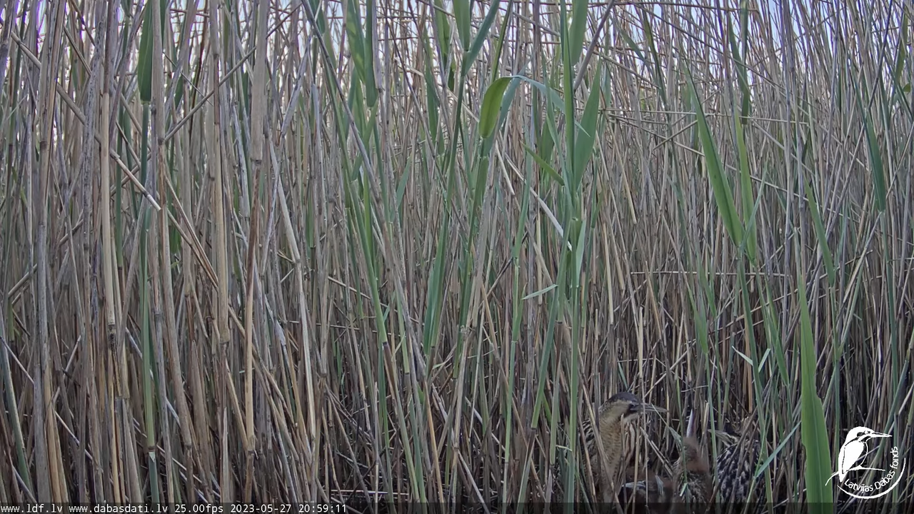 Lielais dumpis (Botaurus stellaris) Engurē - LDF tiešraide 12-7-40 screenshot