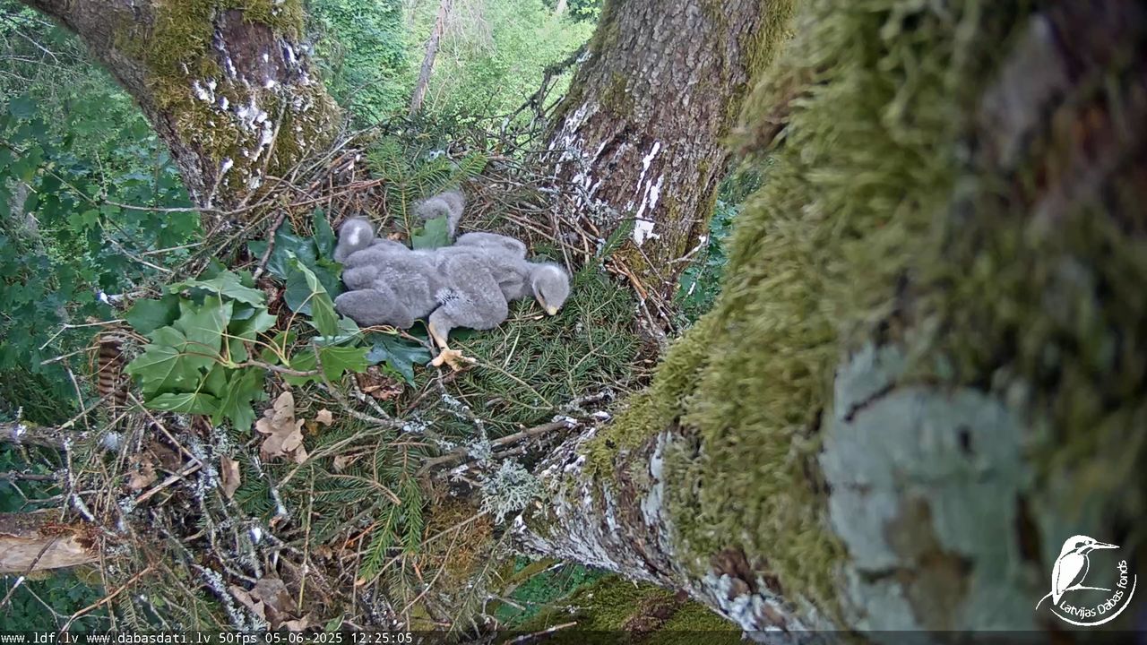 Melnās klijas (Milvus migrans) Kurzemē_ peļu klijāni (Buteo buteo) 8-41-20 screenshot