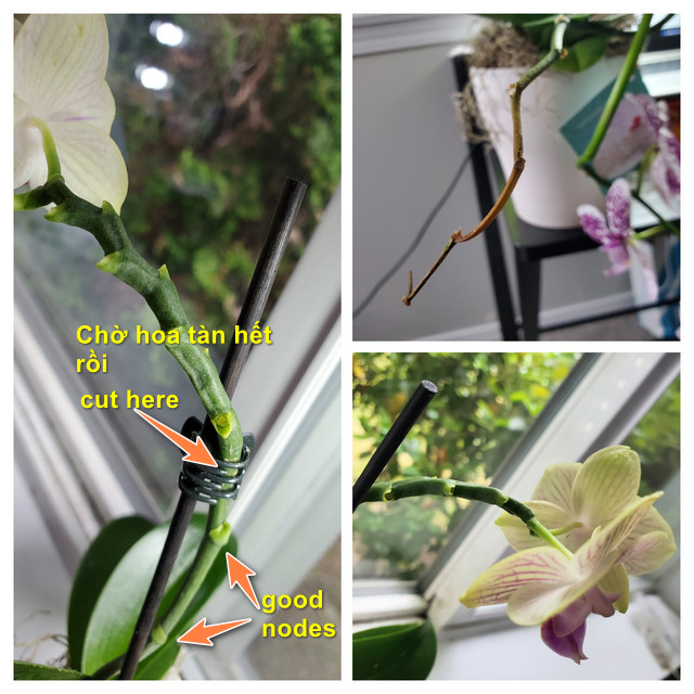 [Image: 20230710-092014-COLLAGE.jpg]
