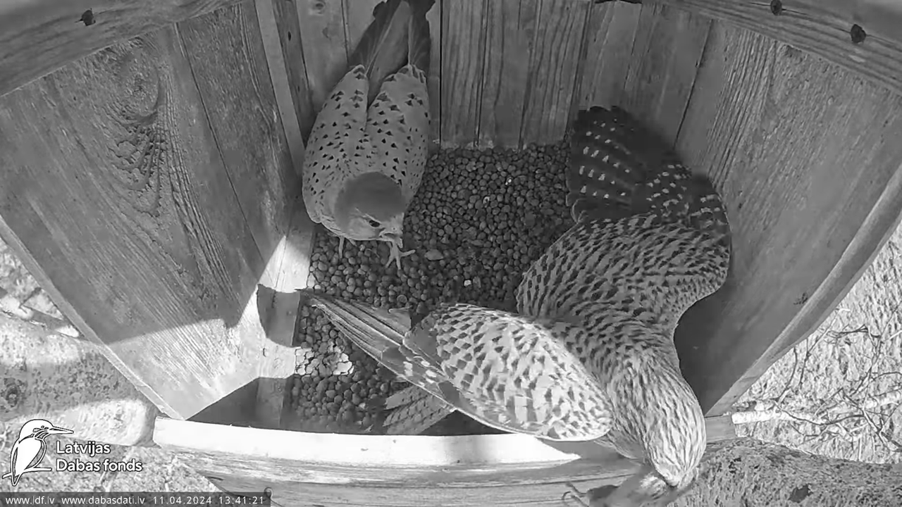 Lauku piekūns Skrīveru apkārtnē 14-17-26 screenshot