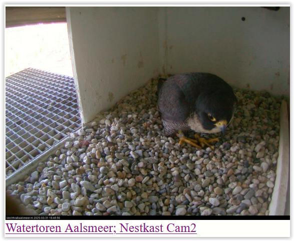 Screen Shot 03-31-25 at 04.49 PM