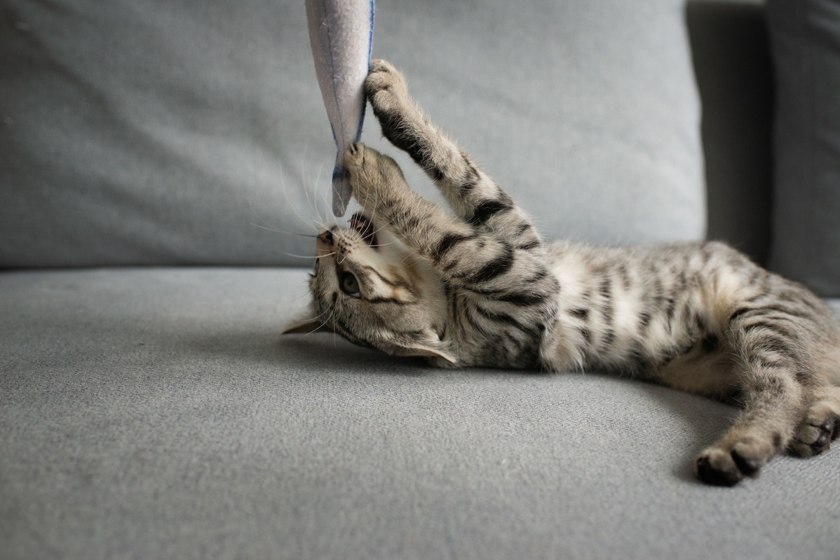 7325ED96-91B4-417D-AFAD-3C8FDD32C7EA