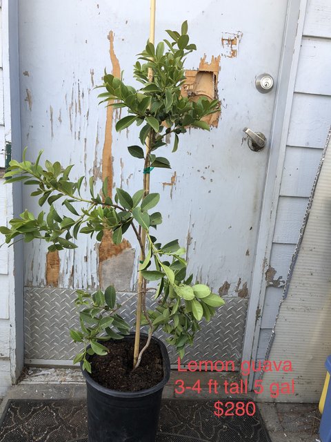 66266C22-5915-4BFB-9FC3-B01A3F0A48EE