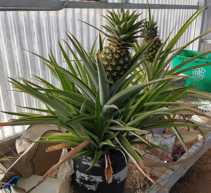 PineapplesJan3