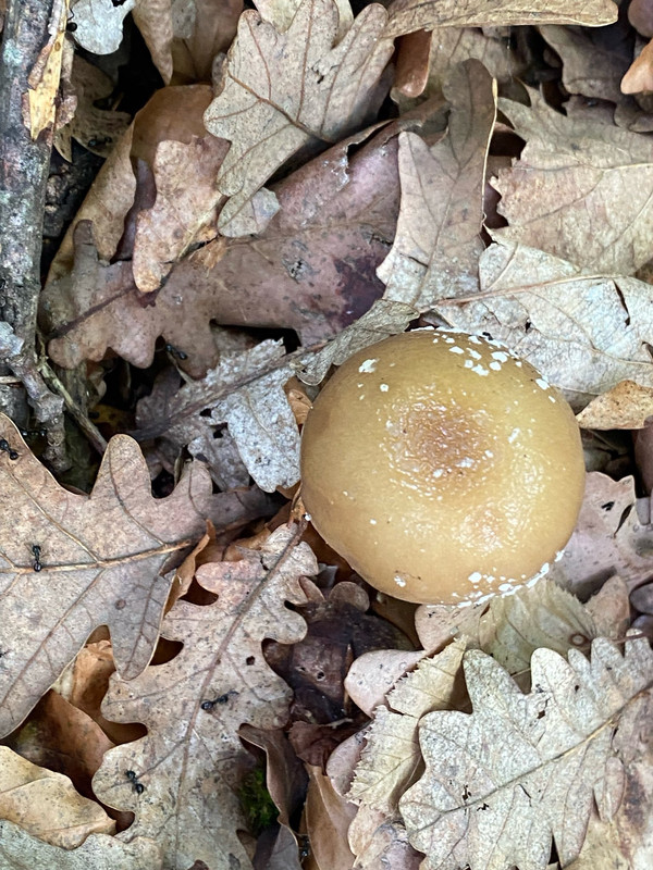 A772A562-43B7-40F8-A8DD-9E014DEEA4E8