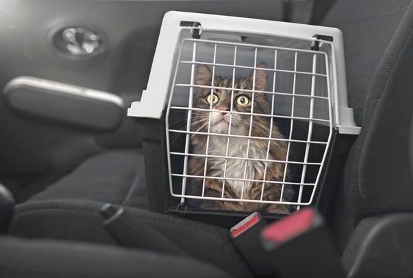 Как переправить кошку в машине?