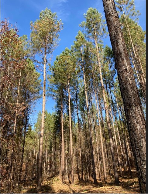 [Image: Pine-Forest2021-1120.jpg]