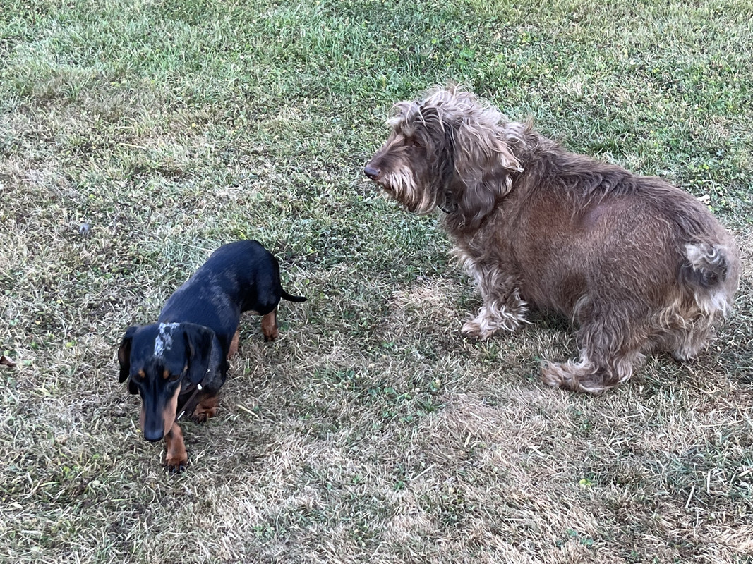 [Image: CAC9-AD7-F-9-E22-4056-AE8-E-A8-FC0-C2033-E6.jpg]