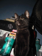 43.17.terror groupie's kids XVII