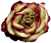Blossom-Elements-49