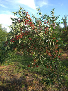 IMG_20210614_172911486