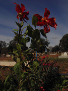 5.4.cemetary flowers IV