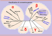 classification of coronavirus genera